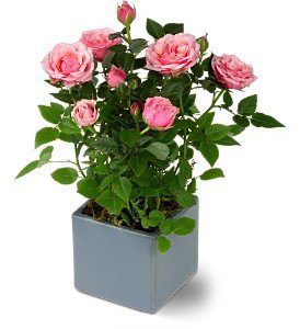 Miniature Rose Bush in Chicago Ridge�IL, James Saunoris & Sons