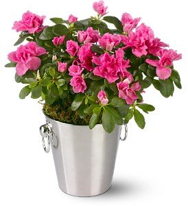 Adorable Azalea in Chicago Ridge�IL, James Saunoris & Sons