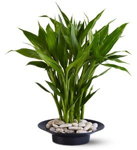 Wishing You Luck in Chicago Ridge�IL, James Saunoris & Sons