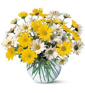 Dashing Daisies in Chicago Ridge�IL, James Saunoris & Sons