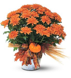 Bronze Cushion Mum Plant in Chicago Ridge�IL, James Saunoris & Sons