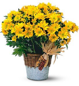 Harvest Yellow Daisy Plant in Chicago Ridge�IL, James Saunoris & Sons