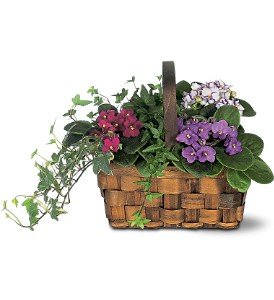 Mixed African Violet Basket in Chicago Ridge�IL, James Saunoris & Sons