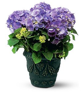 Blue Hydrangea in Chicago Ridge�IL, James Saunoris & Sons
