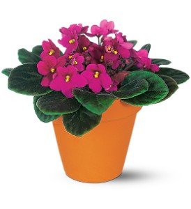 Vivacious Violets in Chicago Ridge�IL, James Saunoris & Sons