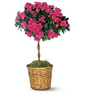 Azalea Topiary in Chicago Ridge�IL, James Saunoris & Sons