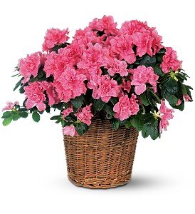 Pink Azalea in Chicago Ridge�IL, James Saunoris & Sons