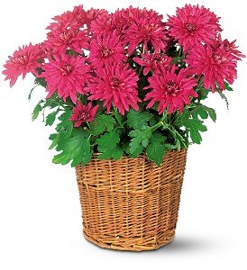 Purple Chrysanthemum in Chicago Ridge�IL, James Saunoris & Sons