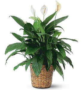 Large Spathiphyllum Plant in Chicago Ridge�IL, James Saunoris & Sons