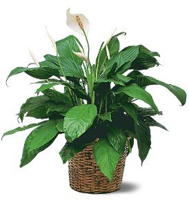 Medium Spathiphyllum Plant in Chicago Ridge�IL, James Saunoris & Sons