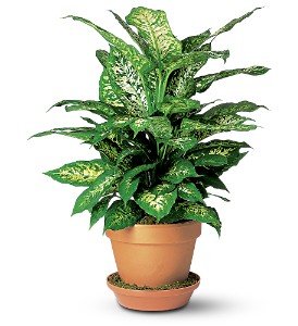 Dieffenbachia in Chicago Ridge�IL, James Saunoris & Sons
