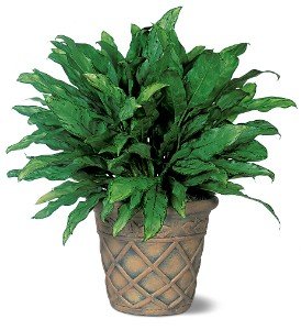 Aglaonema in Chicago Ridge�IL, James Saunoris & Sons