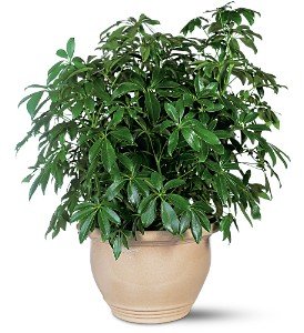 Arboricola in Chicago Ridge�IL, James Saunoris & Sons