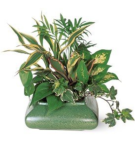 Small Garden Dish in Chicago Ridge�IL, James Saunoris & Sons