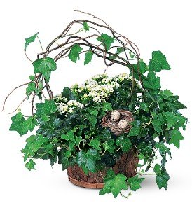 Kalanchoe and Ivy Basket in Chicago Ridge�IL, James Saunoris & Sons