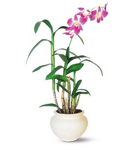 Dendrobium Orchid in Chicago Ridge�IL, James Saunoris & Sons