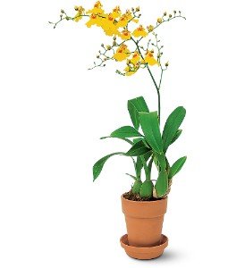 Yellow Oncidium Orchid in Chicago Ridge�IL, James Saunoris & Sons