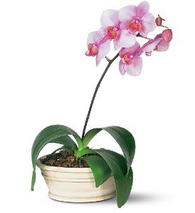 Lavender Phalaenopsis Orchid in Chicago Ridge�IL, James Saunoris & Sons
