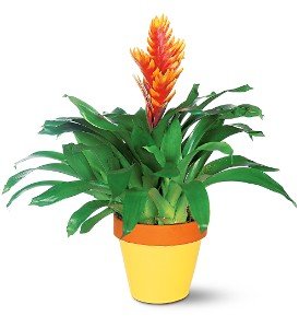 Exotic Bromeliad in Chicago Ridge�IL, James Saunoris & Sons
