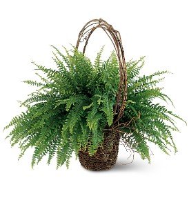 Faithful Fern in Chicago Ridge�IL, James Saunoris & Sons