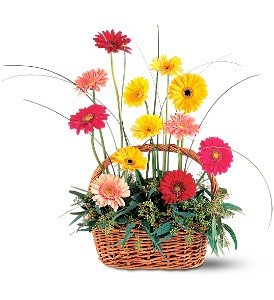 Uplifting Gerbera Basket in Chicago Ridge�IL, James Saunoris & Sons