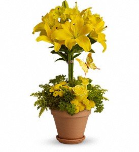 Yellow Fellow in Chicago Ridge IL, James Saunoris & Sons