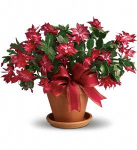 Merry Christmas Cactus in Chicago Ridge IL, James Saunoris & Sons