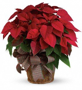 Large Red Poinsettia in Chicago Ridge IL, James Saunoris & Sons