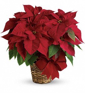 Red Poinsettia in Chicago Ridge IL, James Saunoris & Sons