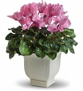 Sunny Cyclamen in Chicago Ridge IL, James Saunoris & Sons