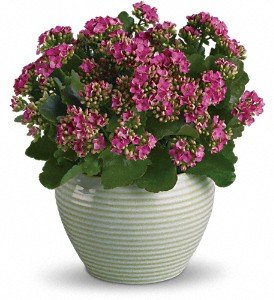 Bountiful Kalanchoe in Chicago Ridge IL, James Saunoris & Sons