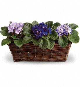 Sweet Violet Trio in Chicago Ridge IL, James Saunoris & Sons