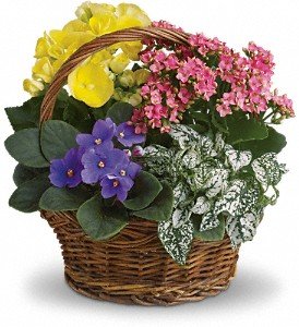 Spring Has Sprung Mixed Basket in Chicago Ridge IL, James Saunoris & Sons