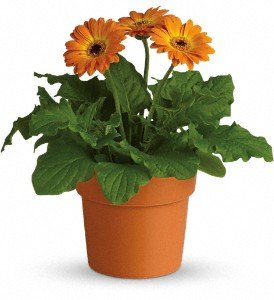 Rainbow Rays Potted Gerbera - Orange in Chicago Ridge IL, James Saunoris & Sons