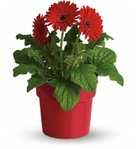 Rainbow Rays Potted Gerbera - Red in Chicago Ridge IL, James Saunoris & Sons