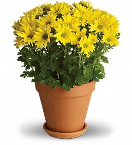 Sweet as a Daisy in Chicago Ridge IL, James Saunoris & Sons