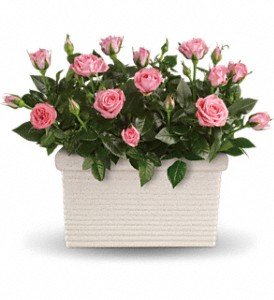 Rose Repose in Chicago Ridge IL, James Saunoris & Sons