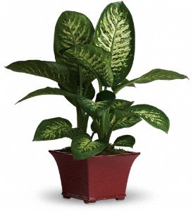 Delightful Dieffenbachia in Chicago Ridge IL, James Saunoris & Sons
