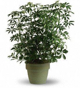 Amazing Arboricola in Chicago Ridge IL, James Saunoris & Sons