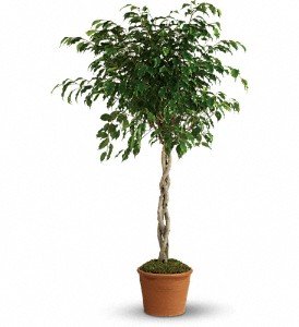 Towering Ficus in Chicago Ridge IL, James Saunoris & Sons