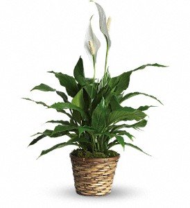 Simply Elegant Spathiphyllum - Small in Chicago Ridge IL, James Saunoris & Sons