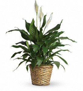 Simply Elegant Spathiphyllum - Medium in Chicago Ridge IL, James Saunoris & Sons
