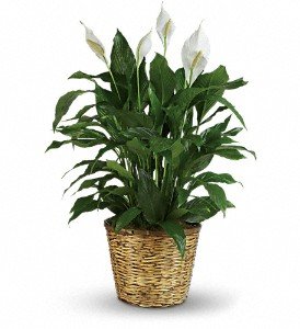 Simply Elegant Spathiphyllum - Large in Chicago Ridge IL, James Saunoris & Sons