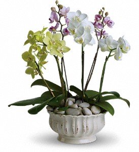 Regal Orchids in Chicago Ridge IL, James Saunoris & Sons