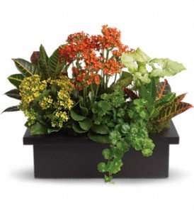 Stylish Plant Assortment in Chicago Ridge IL, James Saunoris & Sons
