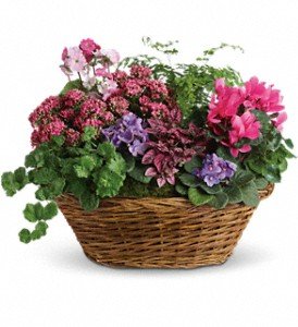 Simply Chic Mixed Plant Basket in Chicago Ridge IL, James Saunoris & Sons