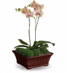 Divine Orchid in Chicago Ridge IL, James Saunoris & Sons