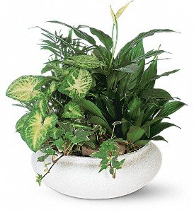 Medium Dish Garden in Chicago Ridge IL, James Saunoris & Sons