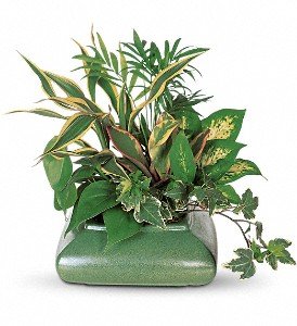 Small Garden Dish in Chicago Ridge IL, James Saunoris & Sons