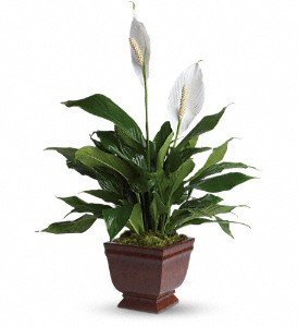 Teleflora's Lovely One Spathiphyllum Plant in Chicago Ridge IL, James Saunoris & Sons